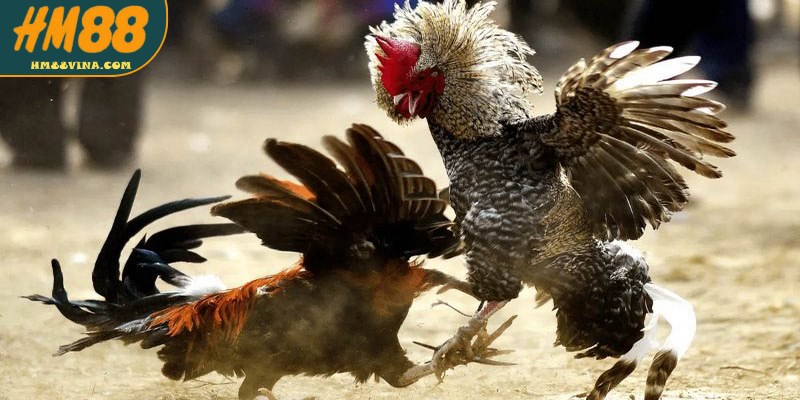Quy mô và cách thức tổ chức các trường gà đá Thomo