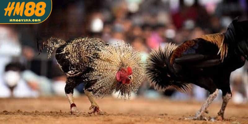 Một số hình thức thi đấu chính tại trường đấu gà Thomo