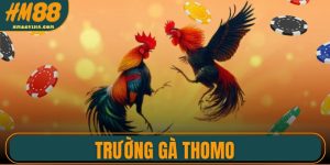 Trường Gà Thomo – Khám Phá Đấu Trường Đá Gà Đỉnh Cao