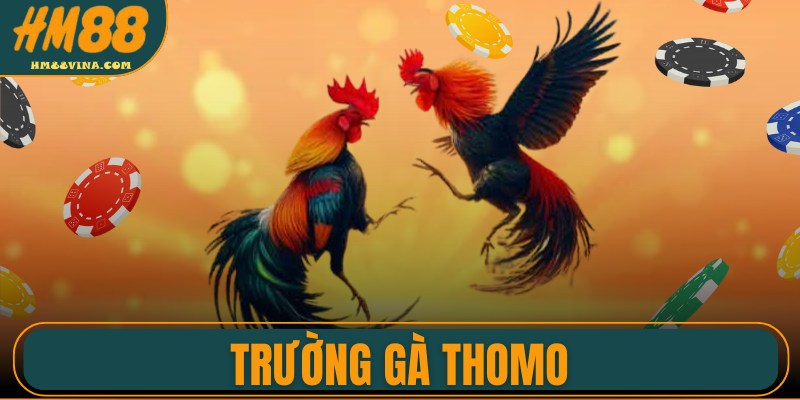 Trường Gà Thomo – Khám Phá Đấu Trường Đá Gà Đỉnh Cao